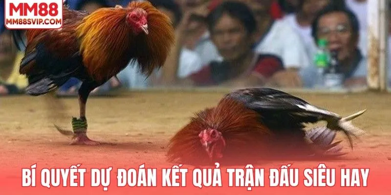 Bí quyết dự đoán kết quả trận đấu siêu hay