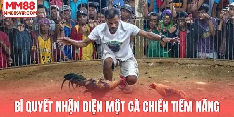 Bí quyết nhận diện một gà chiến tiềm năng