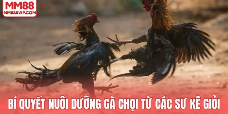 Bí quyết nuôi dưỡng gà chọi từ các sư kê giỏi