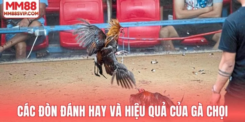Các đòn đánh hay và hiệu quả của gà chọi