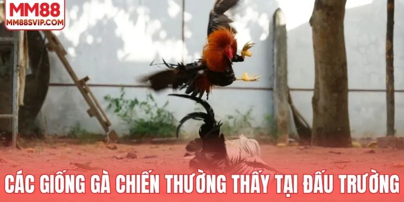 Các giống gà chiến thường thấy tại đấu trường