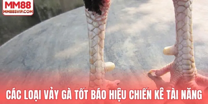 Các loại vảy gà tốt báo hiệu chiến kê tài năng