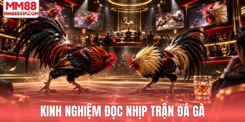 Cách đọc nhịp trận đá gà