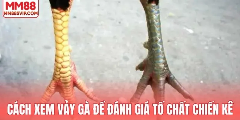 Cách xem vảy gà để đánh giá tố chất chiến kê