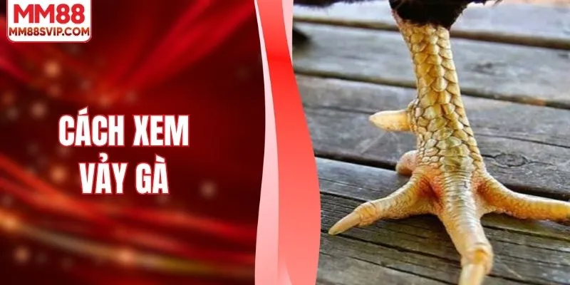 Cách Xem Vảy Gà Và Kinh Nghiệm Nhận Định Chiến Kê Hay