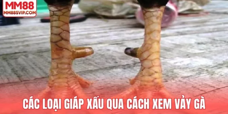 Cảnh báo các loại giáp xấu qua cách xem vảy gà