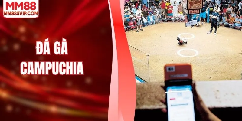 Đá Gà Campuchia Và Sức Hút Từ Đấu Trường Chuyên Nghiệp