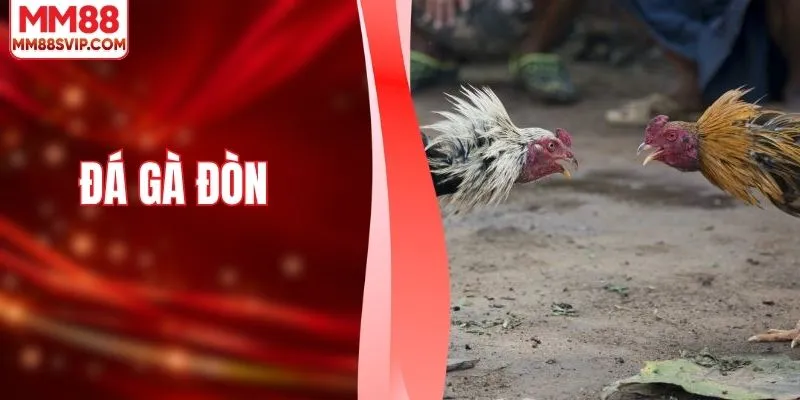 Đá Gà Đòn - Khám Phá Nghệ Thuật Chọn Lựa Chiến Kê Đỉnh