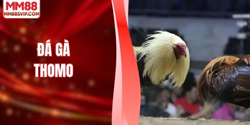 Đá Gà Thomo - Trải Nghiệm Chân Thực Nhất Từ Sân MM88