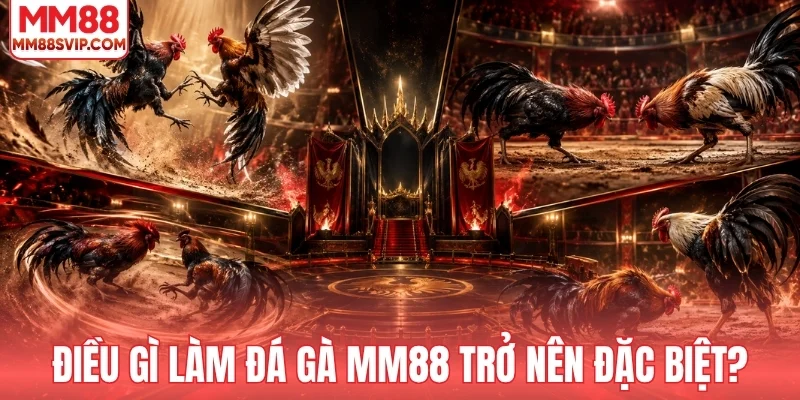 Điều gì làm đá gà MM88 khác biệt?