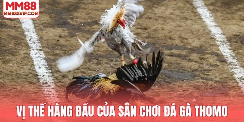 Khám phá vị thế hàng đầu của sân chơi đá gà Thomo