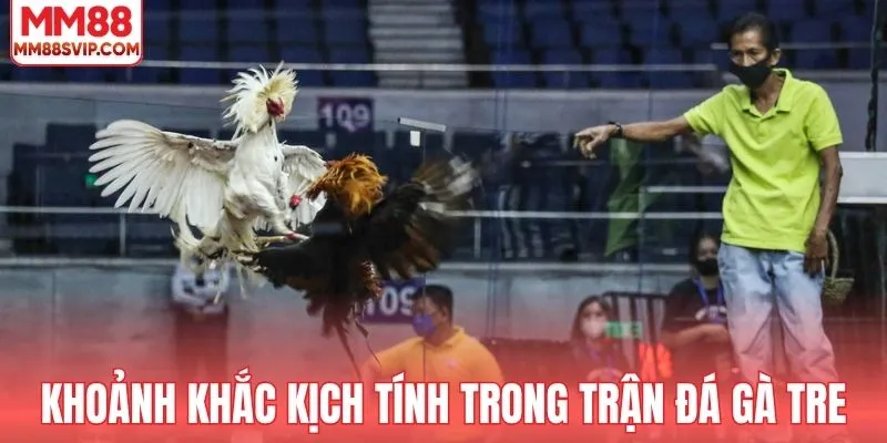 Khoảnh khắc kịch tính trong trận đá gà tre