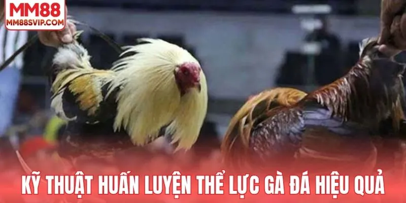 Kỹ thuật huấn luyện thể lực gà đá hiệu quả