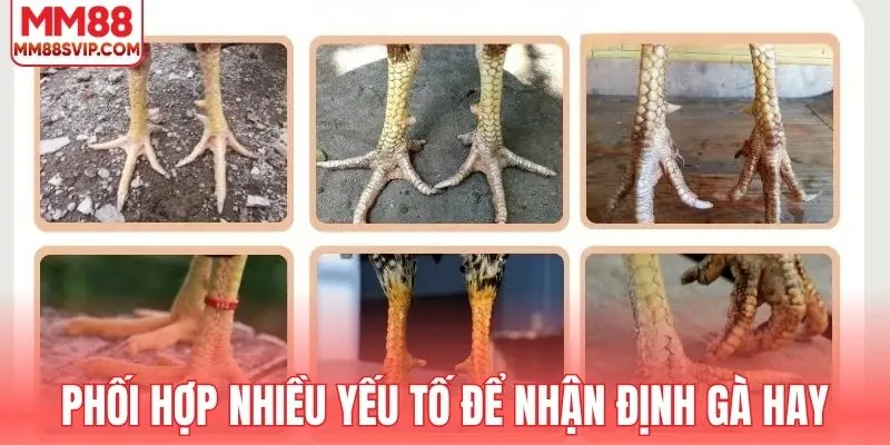 Phối hợp nhiều yếu tố để nhận định gà hay