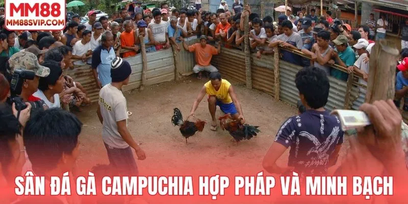 Sân chơi đá gà Campuchia hợp pháp và minh bạch