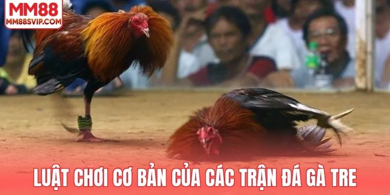 Tìm hiểu luật chơi cơ bản của các trận đá gà tre