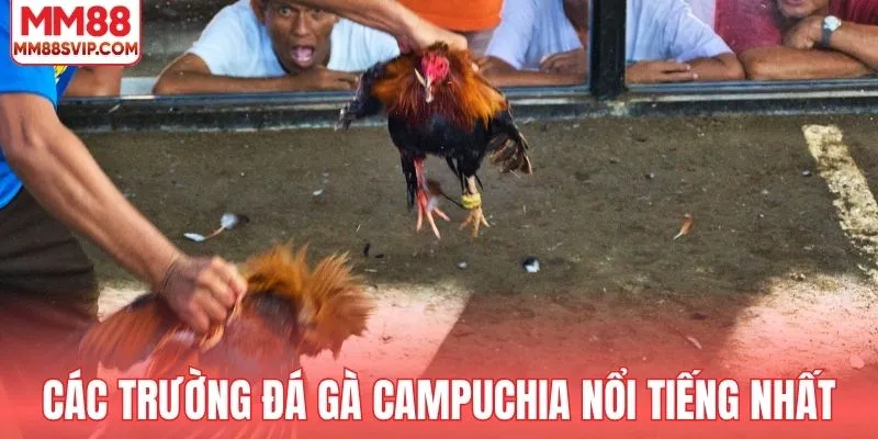 Tổng hợp các trường đá gà Campuchia nổi tiếng nhất