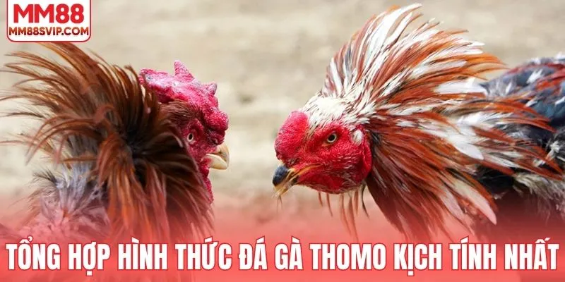 Tổng hợp hình thức đá gà Thomo kịch tính nhất