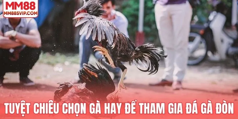 Tuyệt chiêu chọn gà hay để tham gia đá gà đòn