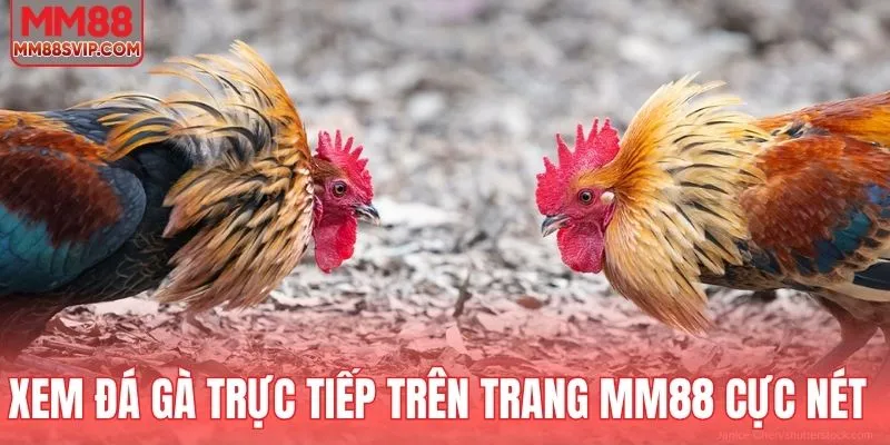 Xem đá gà trực tiếp trên trang MM88 cực nét
